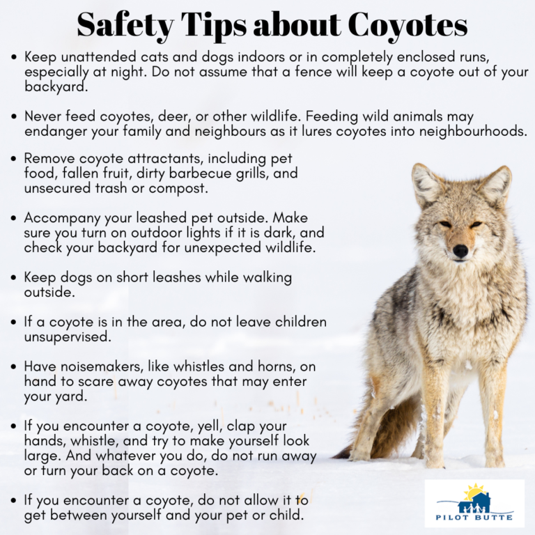 Coyotes Safety Tips