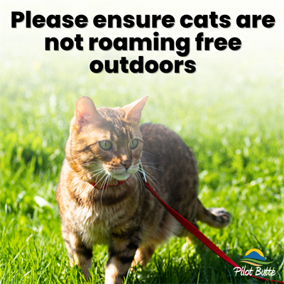 No_cats_roaming_(1080_x_1080_px)