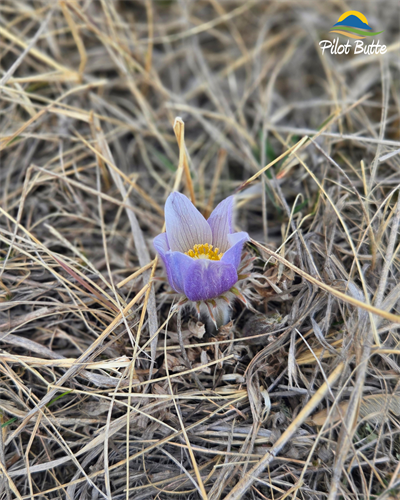 Prairie_Crocus_on_the_Butte_-_Apr_13_2026_(1)
